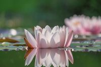 water-lily-4597058_1280